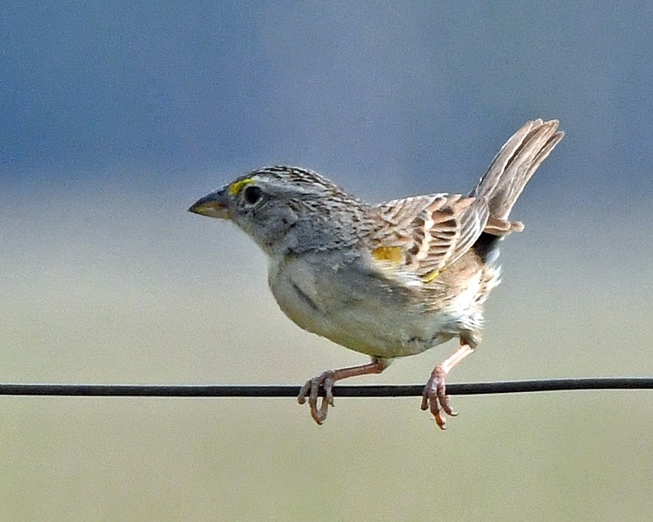 Grassland Sparrow - ML281536801
