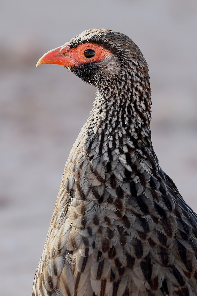 Red-necked Spurfowl (Southern) - ML281541611