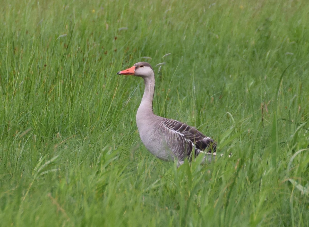 Graylag x Swan Goose (hybrid) - A Emmerson