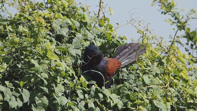 Greater Coucal - ML281542741