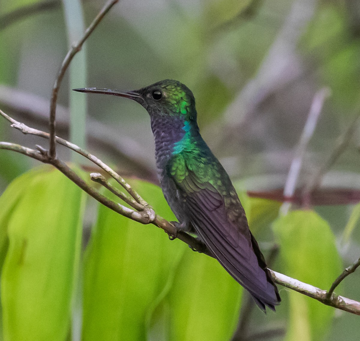 kolibřík modroprsý - ML281545611