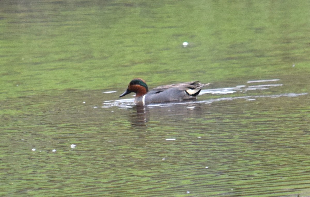 Green-winged Teal - ML28154571