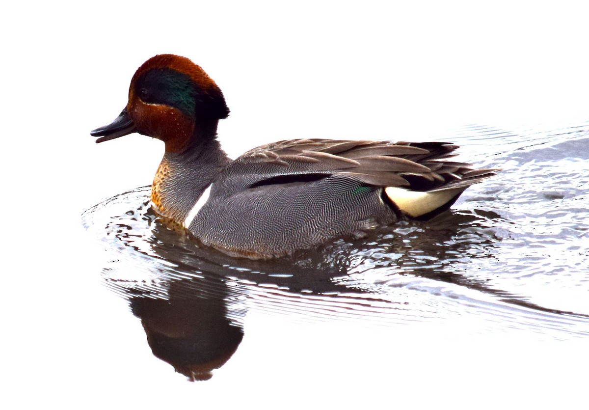 Green-winged Teal - ML28154581