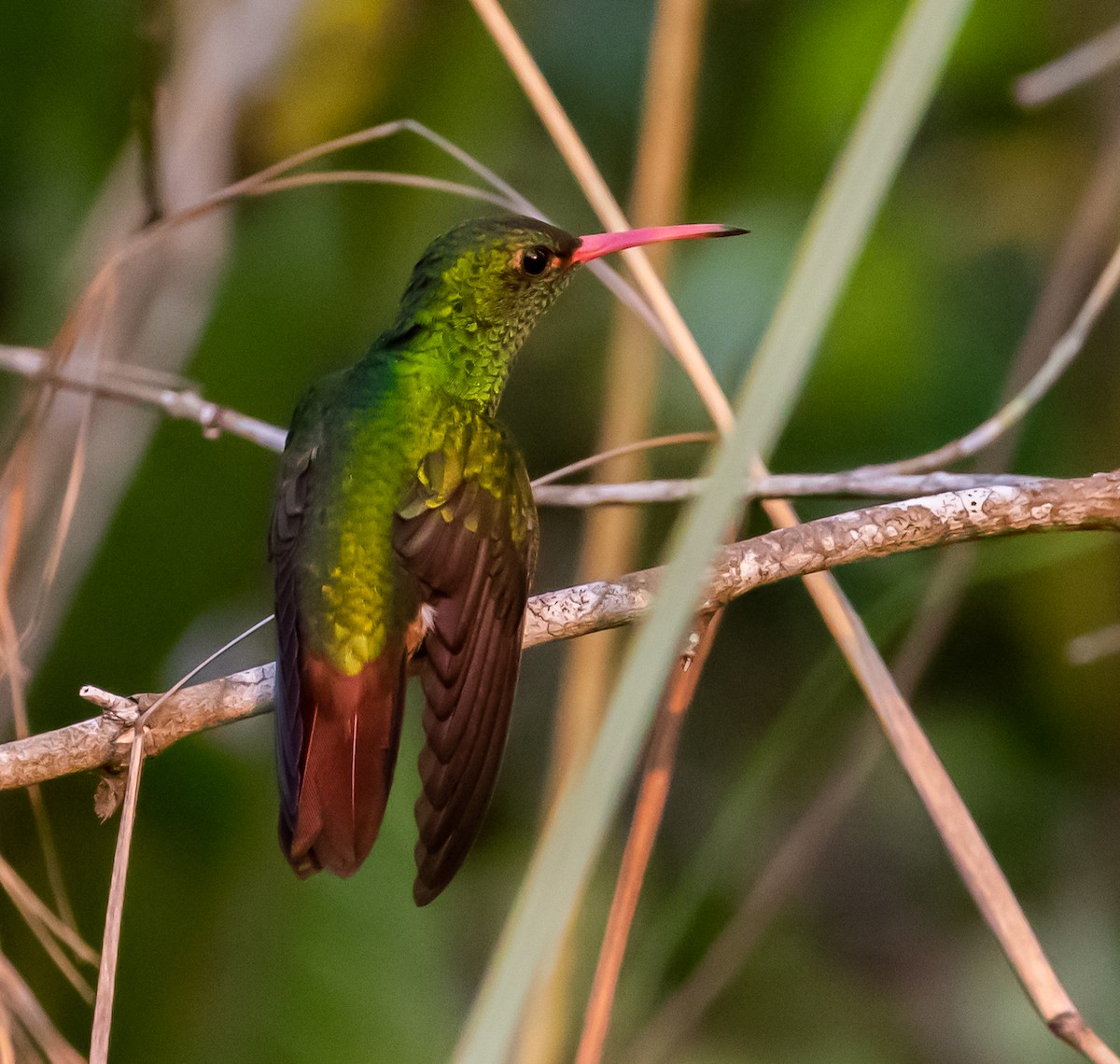 Rufous-tailed Hummingbird - Ron Hoff Dollyann Myers
