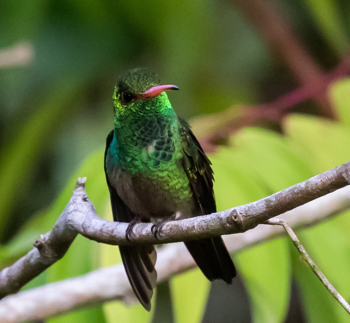 Rufous-tailed Hummingbird - ML281545921