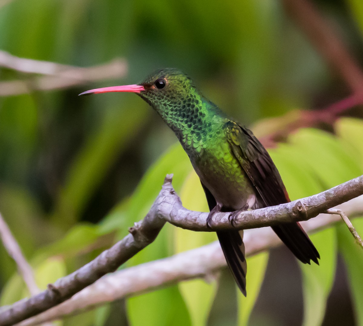 Rufous-tailed Hummingbird - ML281545931