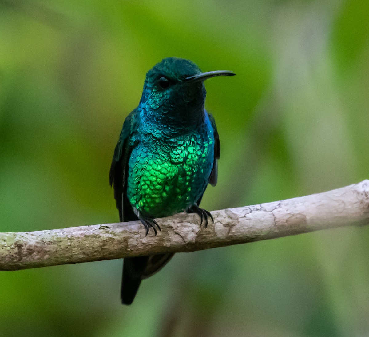 Shining-green Hummingbird - Ron Hoff Dollyann Myers