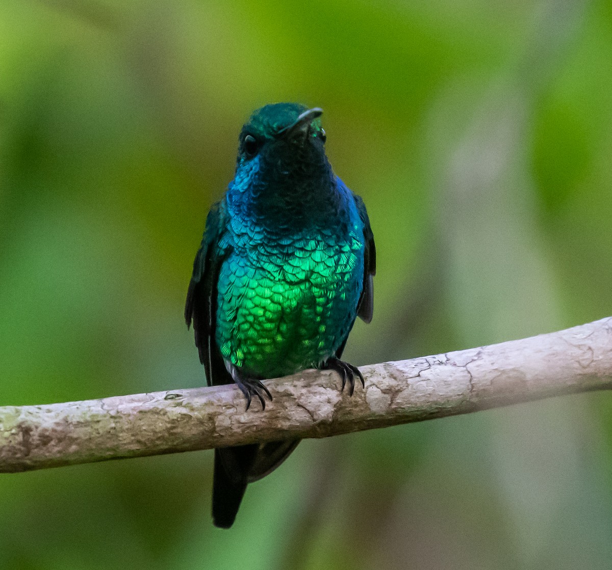 Shining-green Hummingbird - ML281546011