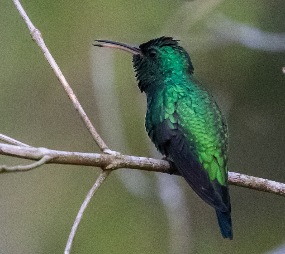 Shining-green Hummingbird - ML281546121