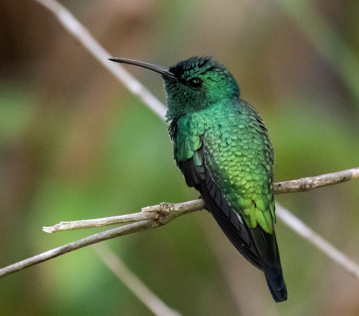 Shining-green Hummingbird - ML281546151