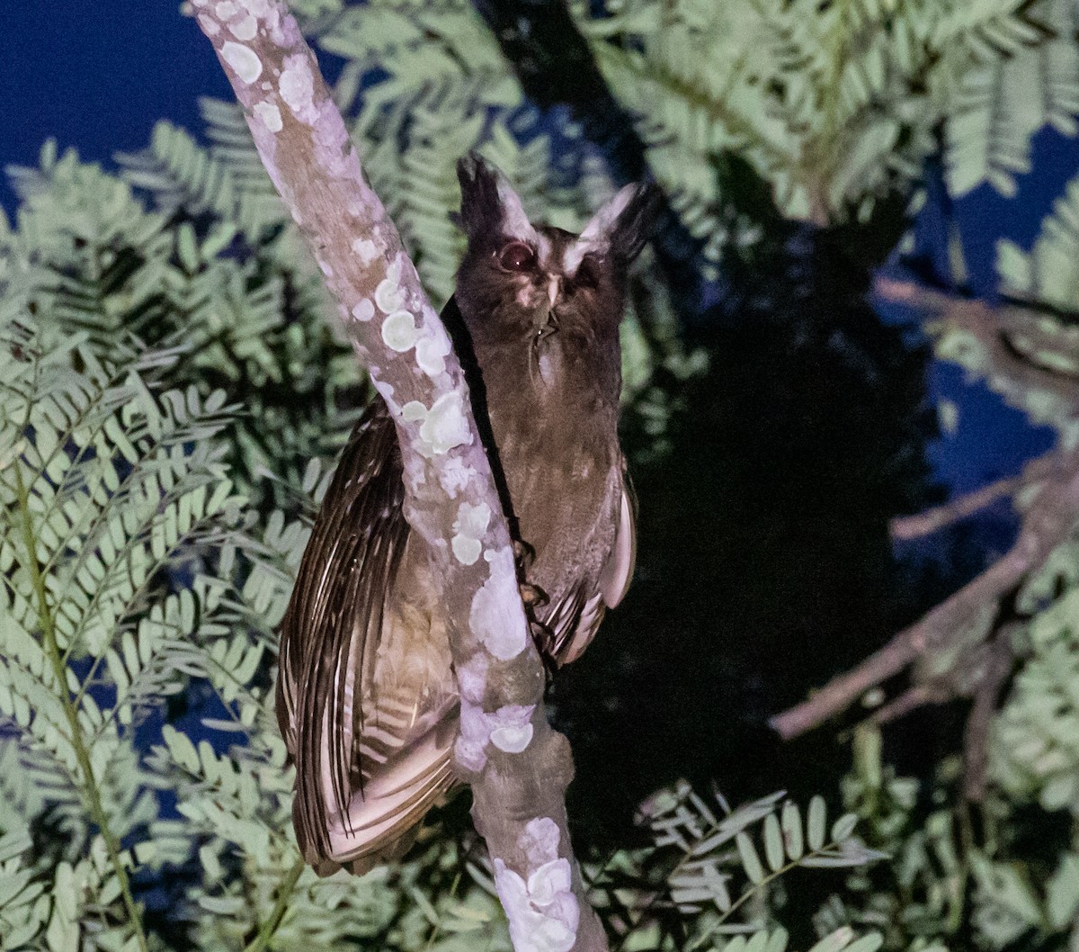 Crested Owl - ML281546391