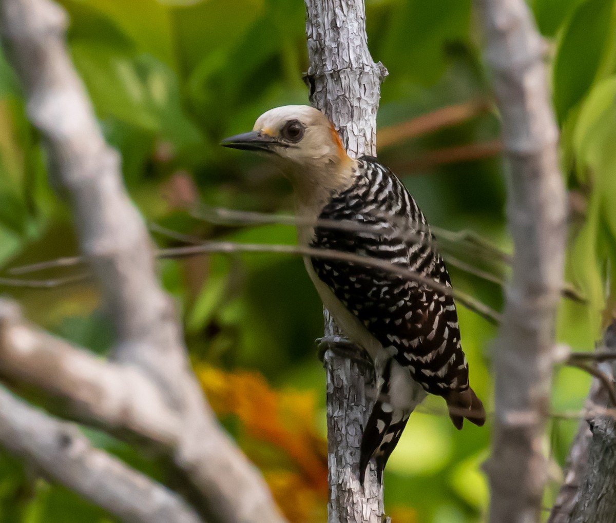 Red-crowned Woodpecker - ML281546431