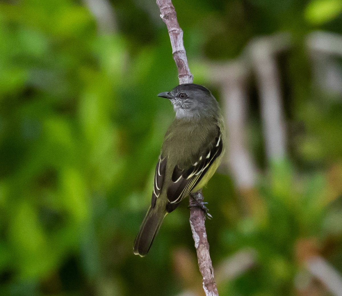 Yellow-crowned Tyrannulet - ML281546651