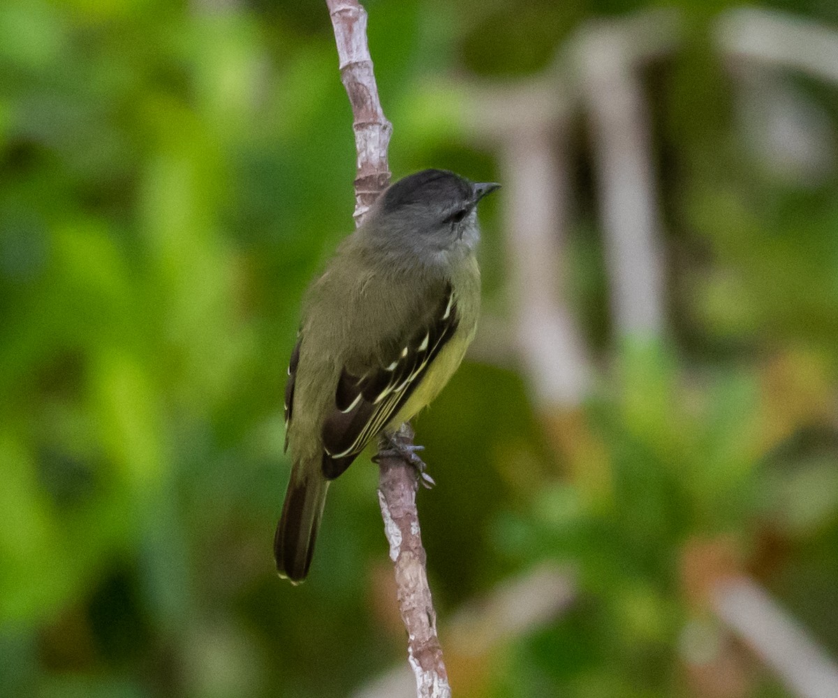 Yellow-crowned Tyrannulet - ML281546661