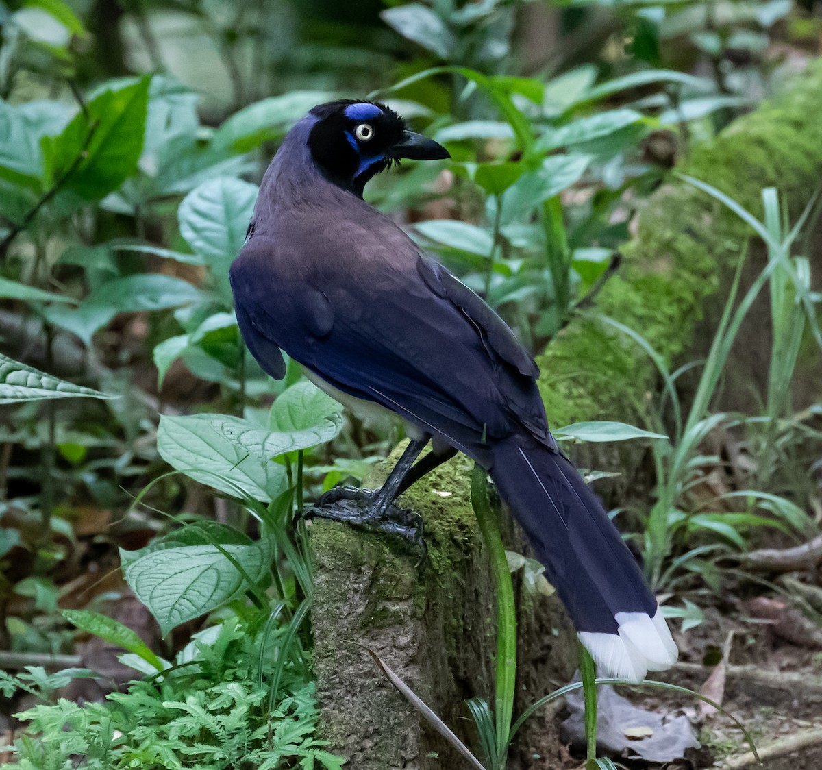 Black-chested Jay - ML281546761