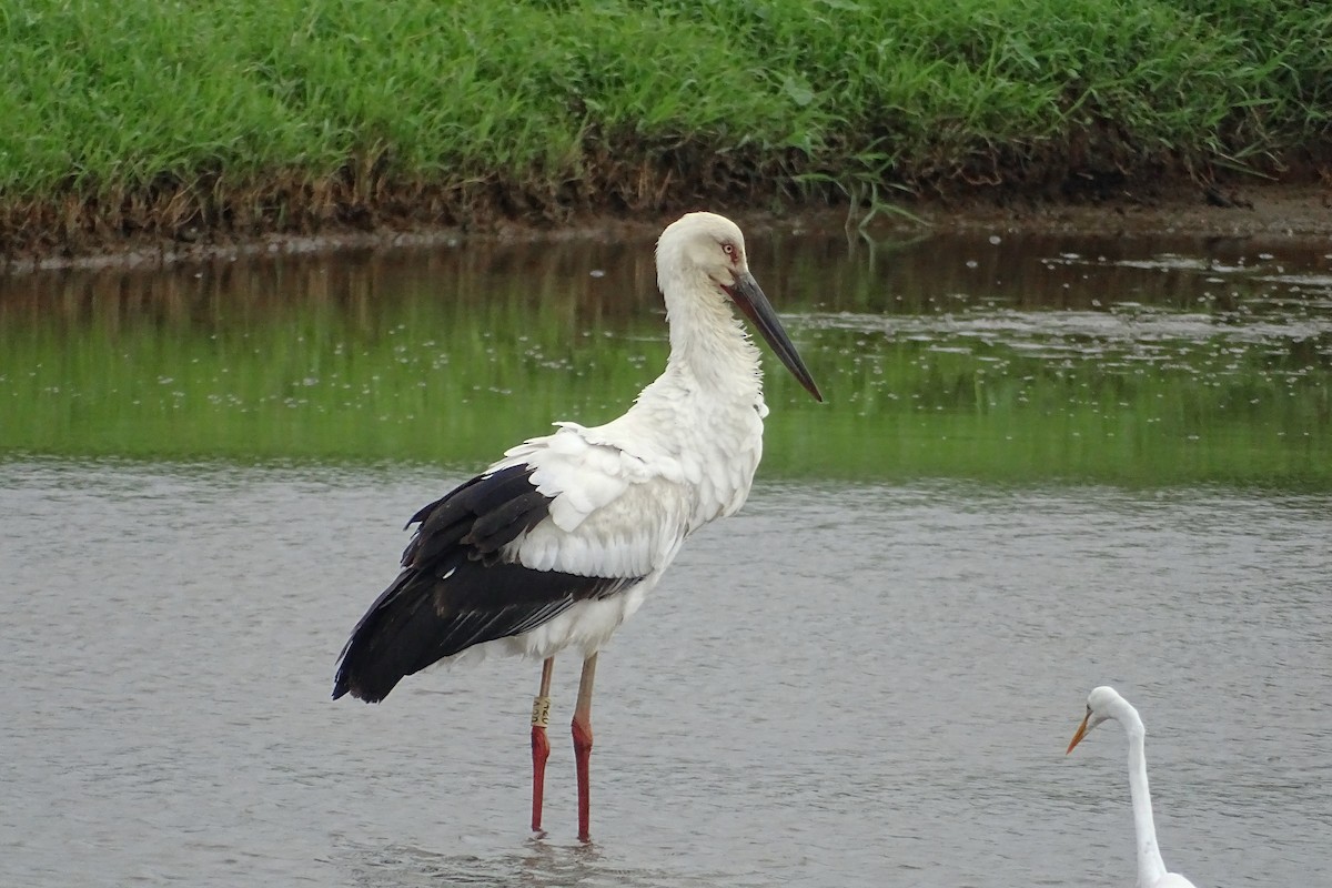 Oriental Stork - ML281550011