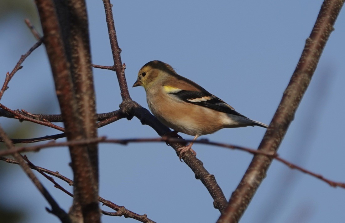 American Goldfinch - Deirdre Robinson