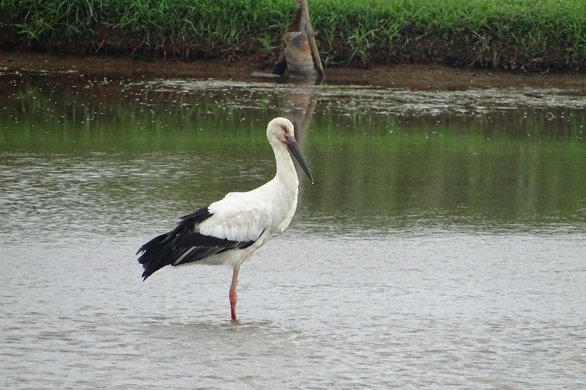 Oriental Stork - ML281550151