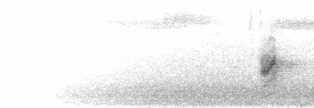 Черная райская мухоловка - ML281551