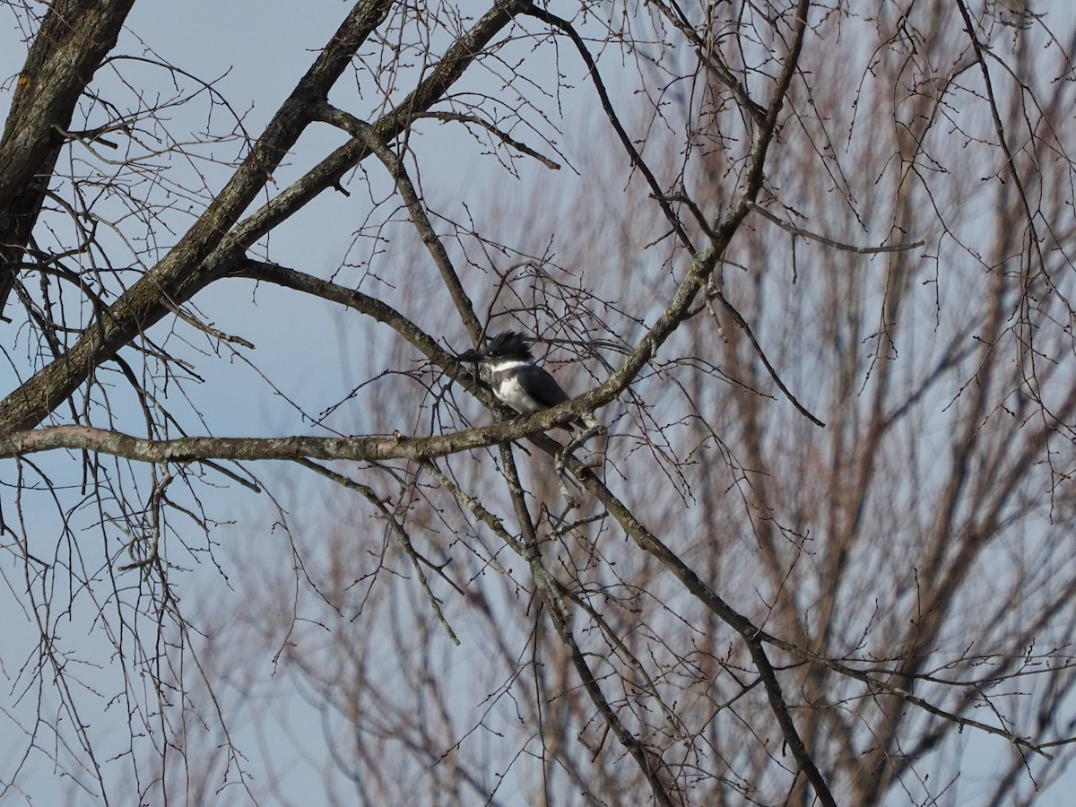 Belted Kingfisher - ML281552191