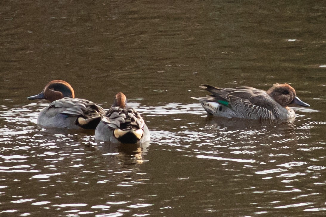 Green-winged Teal - ML281557801