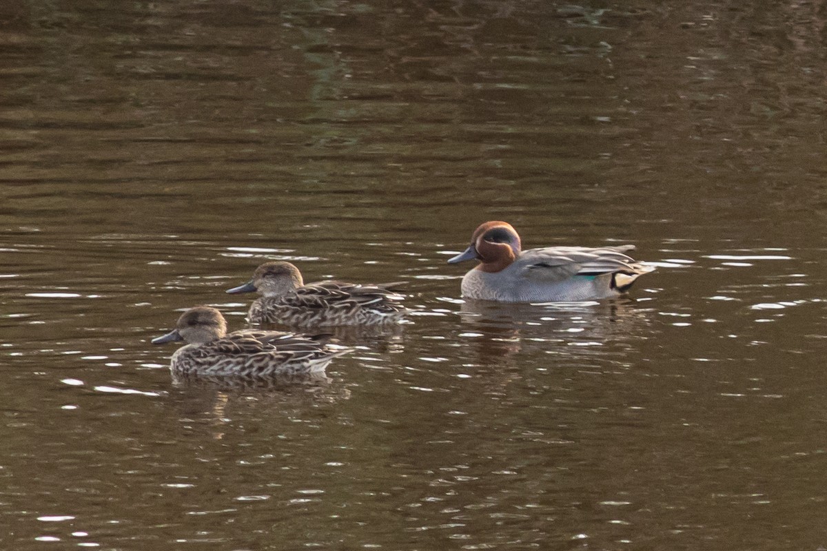 Green-winged Teal - ML281557821