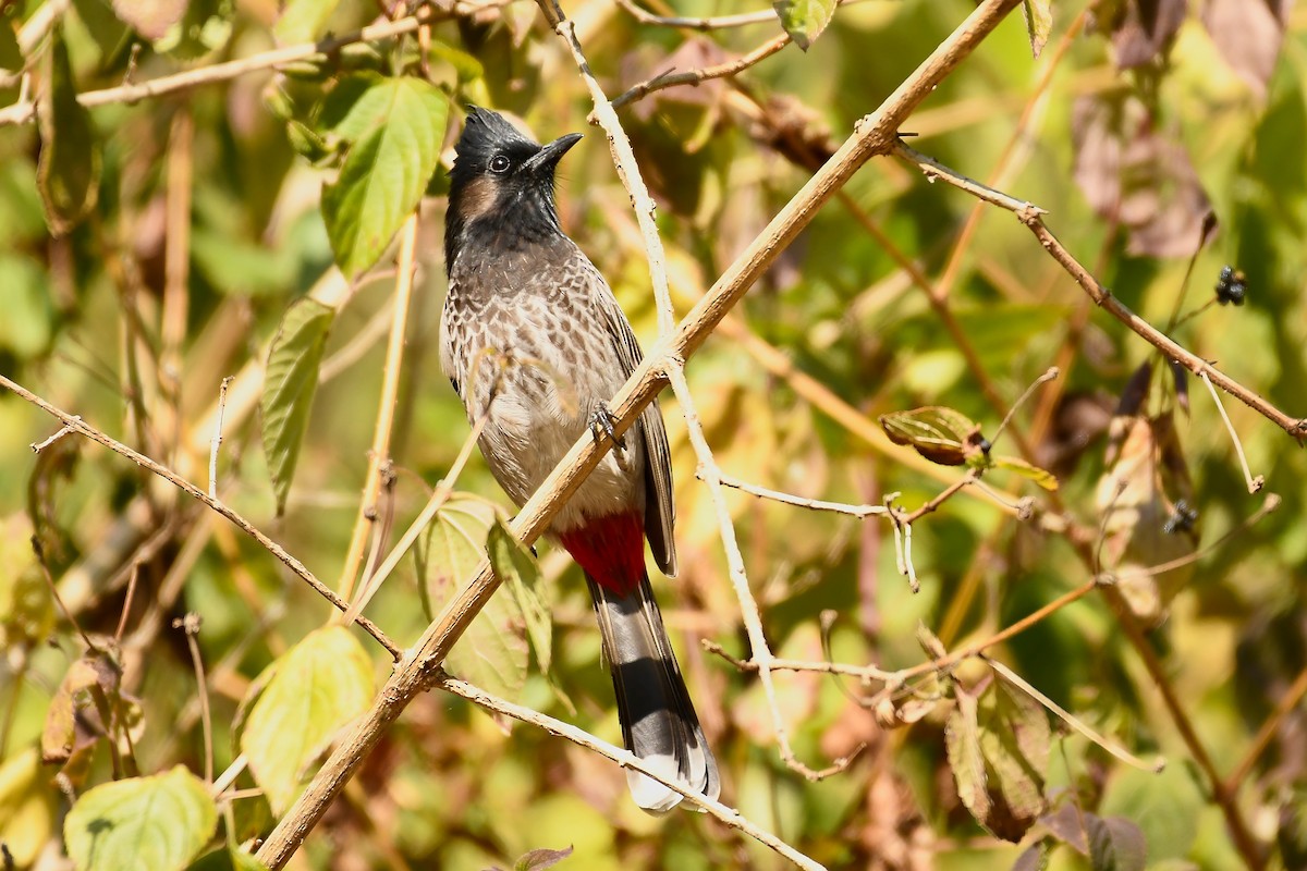Red-vented Bulbul - ML281561111