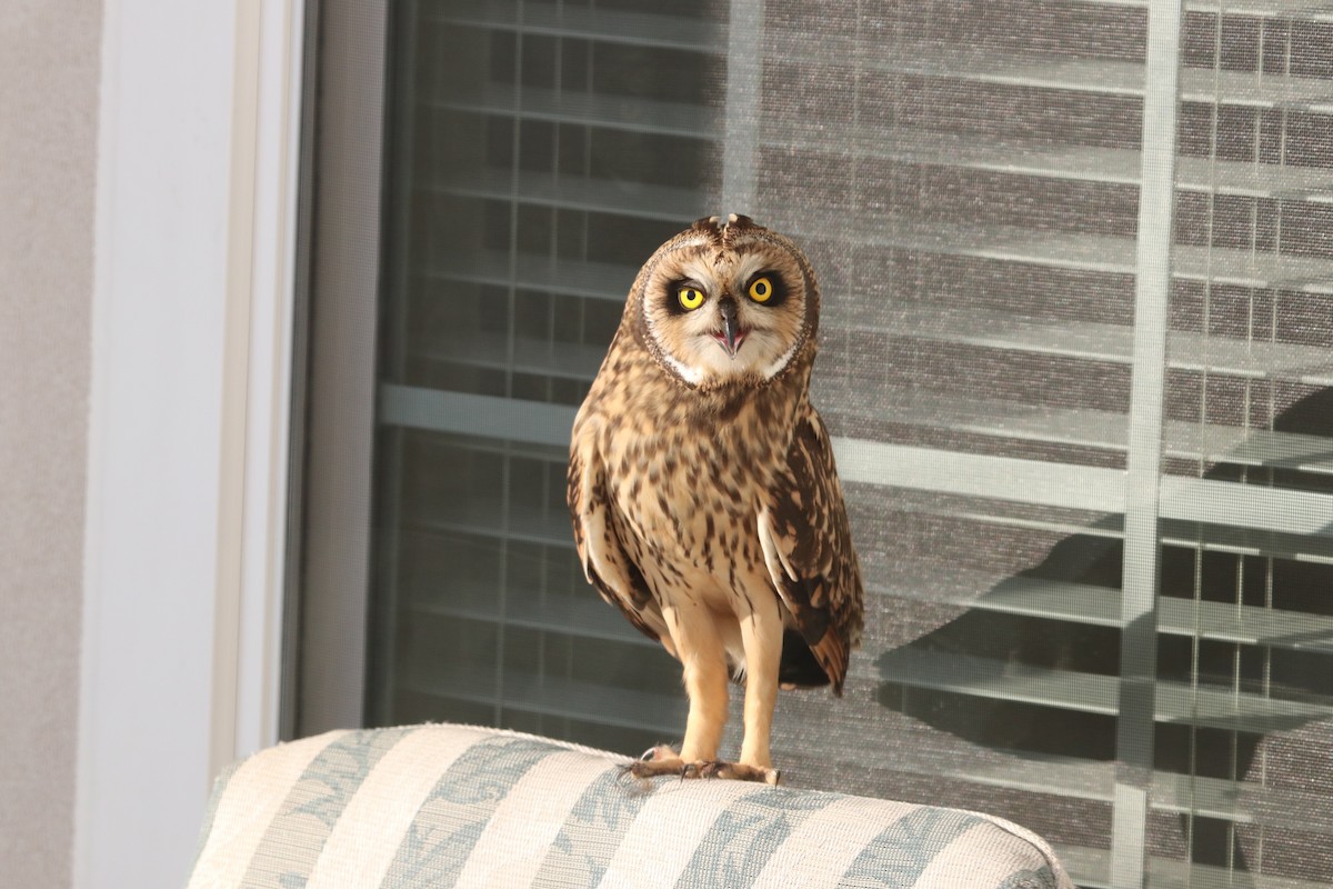 Short-eared Owl - ML281563301