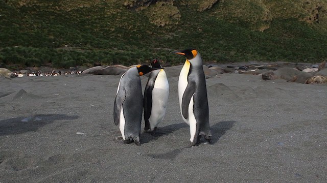 Королевский пингвин - ML281565241