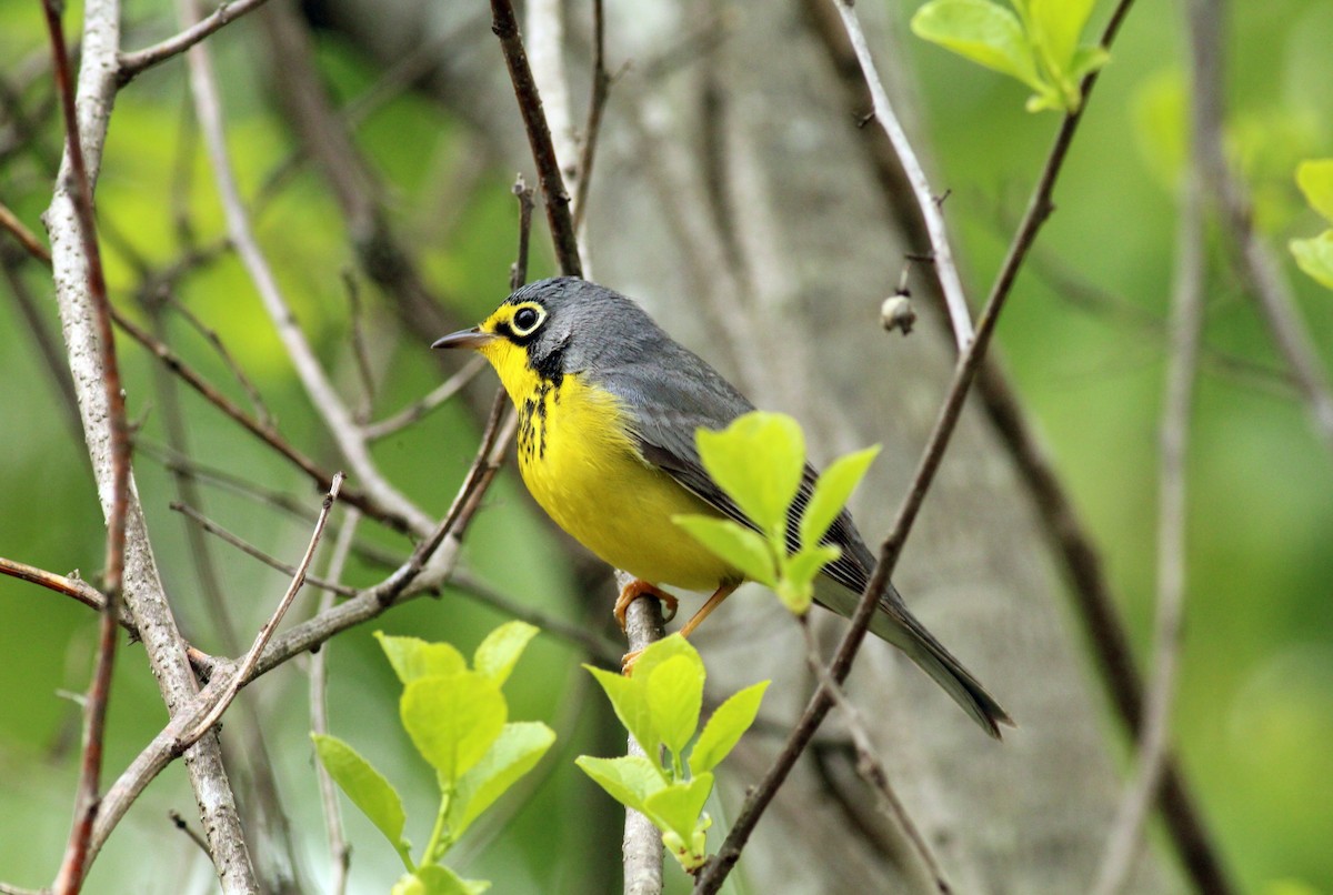 Canada Warbler - Mary Coker