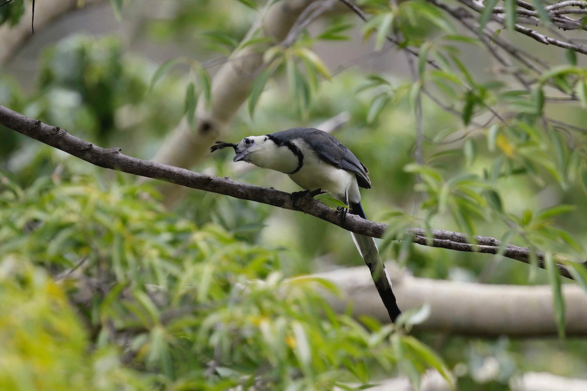 White-throated Magpie-Jay - ML281568191