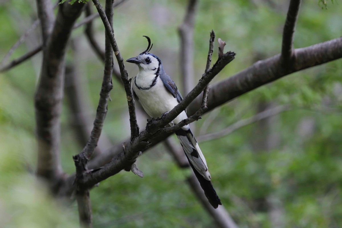 White-throated Magpie-Jay - ML281568201