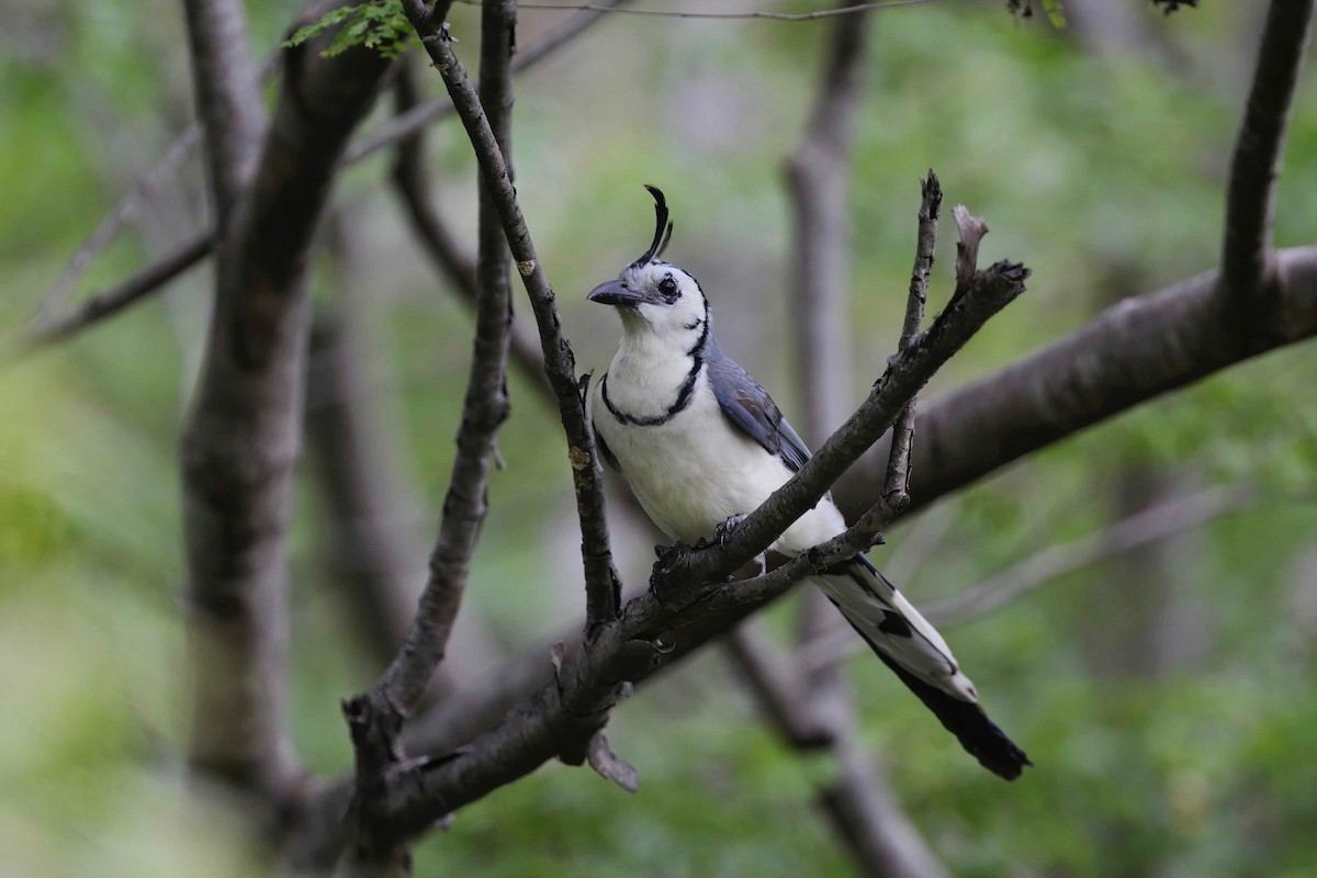 White-throated Magpie-Jay - ML281568211