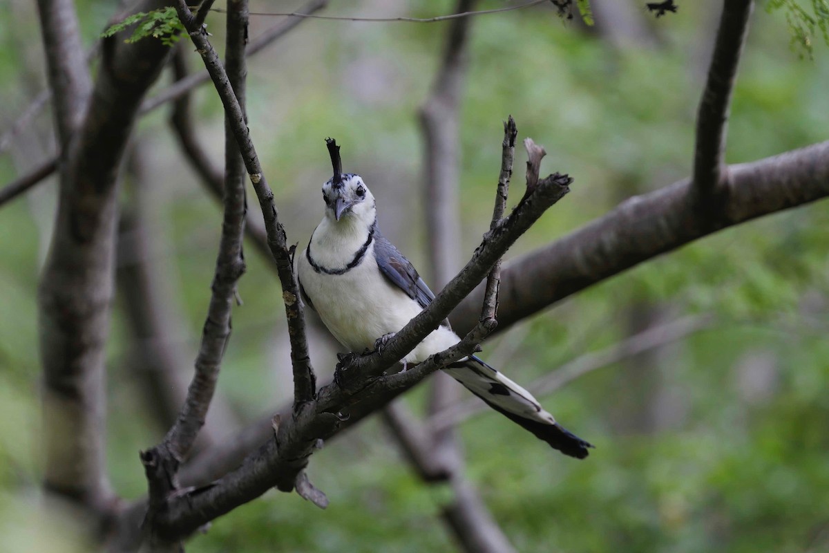 White-throated Magpie-Jay - ML281568221