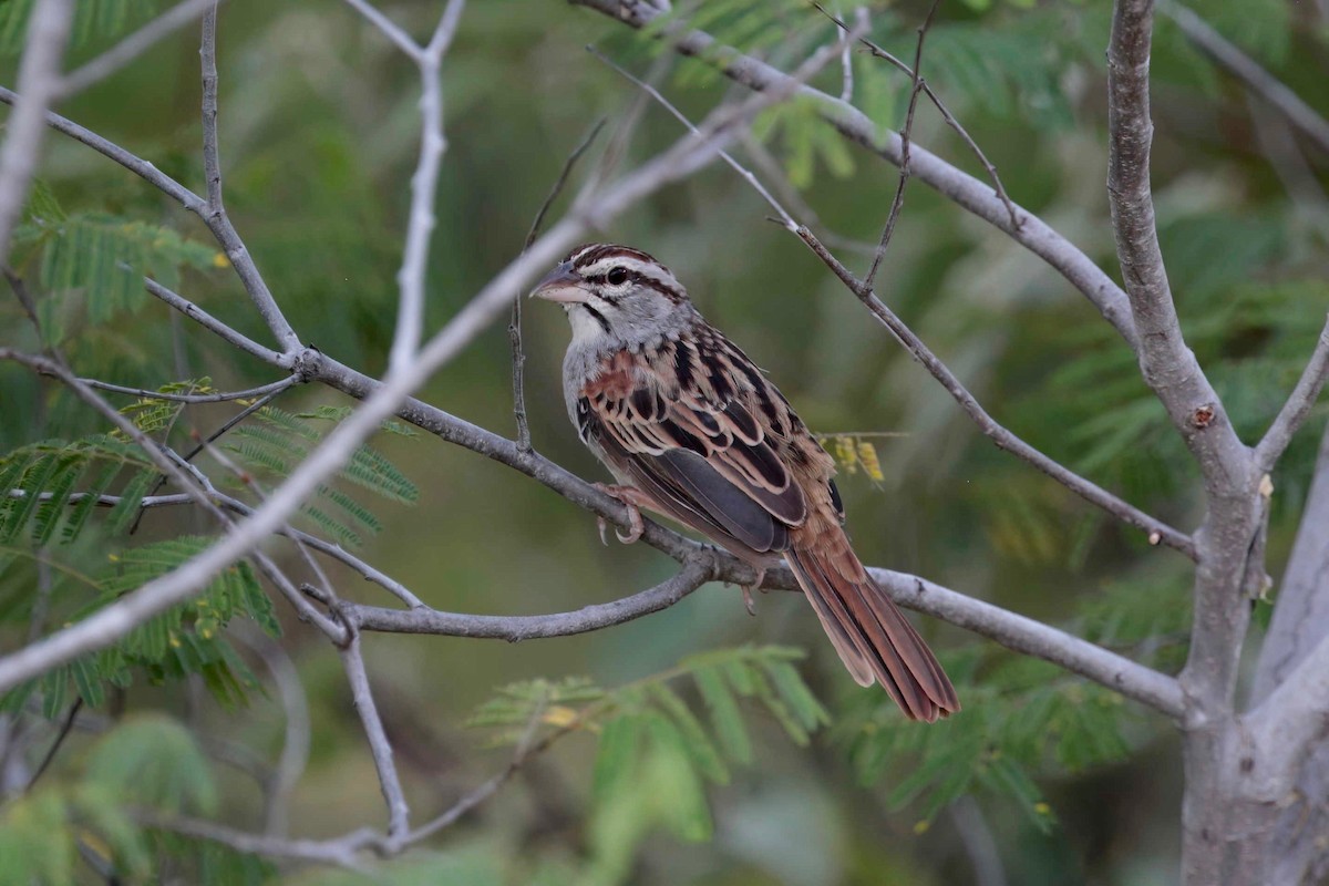 Cinnamon-tailed Sparrow - Timo Mitzen