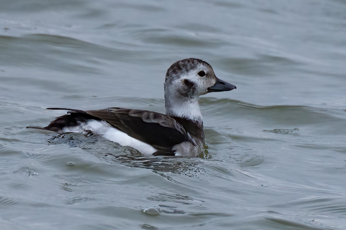 Long-tailed Duck - ML281573671