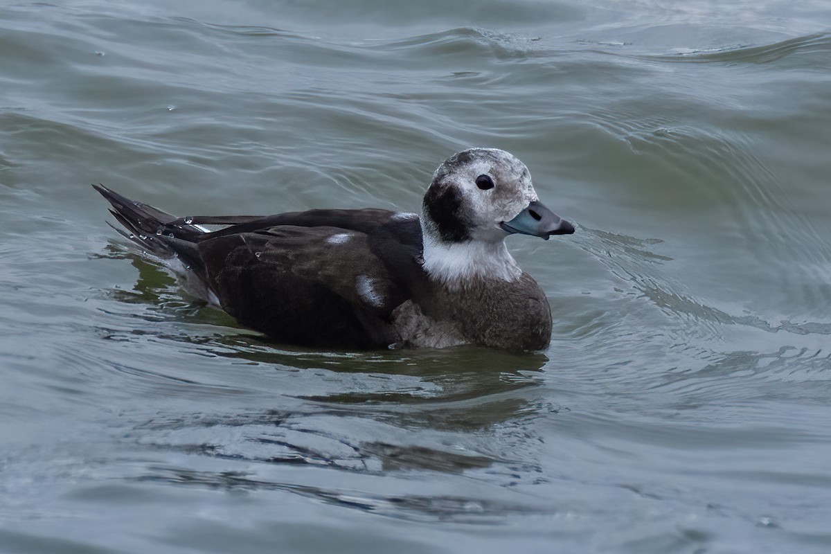 Long-tailed Duck - ML281574641