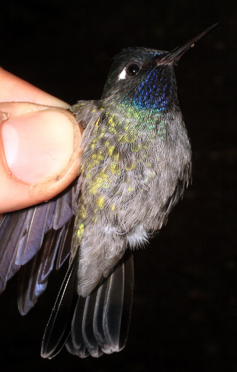 Violet-headed Hummingbird - Andrés M. Cuervo