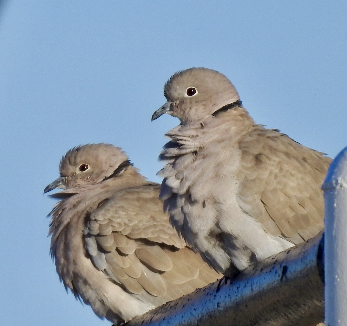Eurasian Collared-Dove - ML281576811