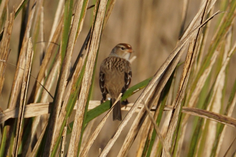White-crowned Sparrow - ML281580131