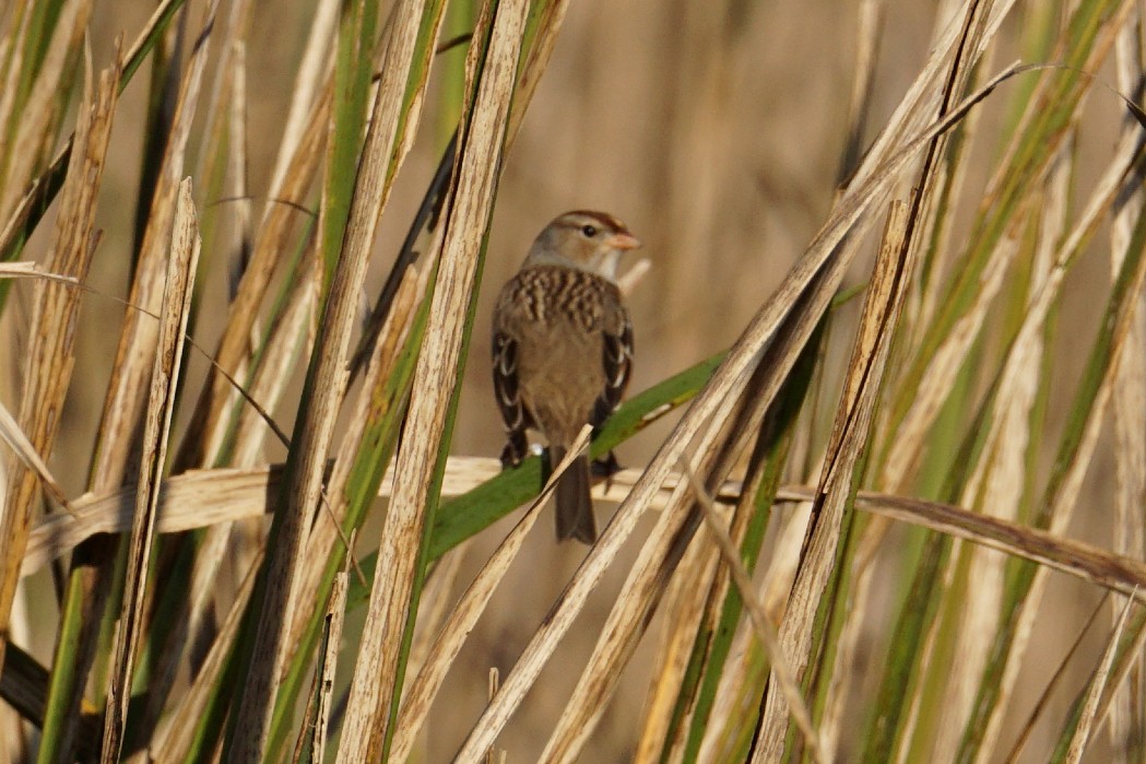 White-crowned Sparrow - ML281580141