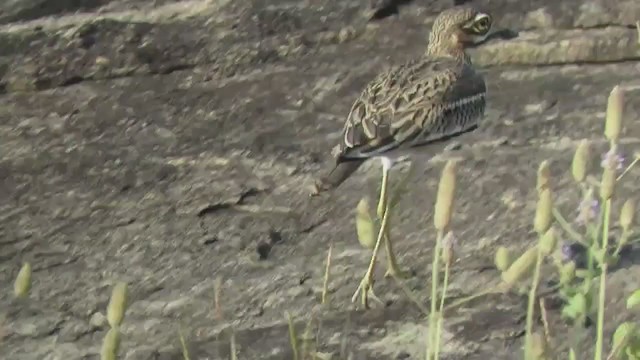 Indian Thick-knee - ML281587421