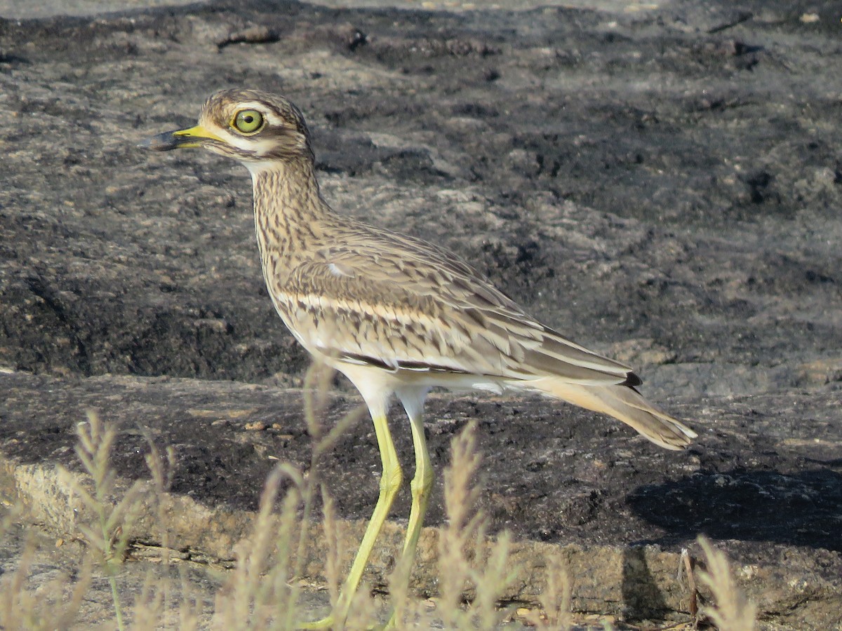 Indian Thick-knee - ML281588171