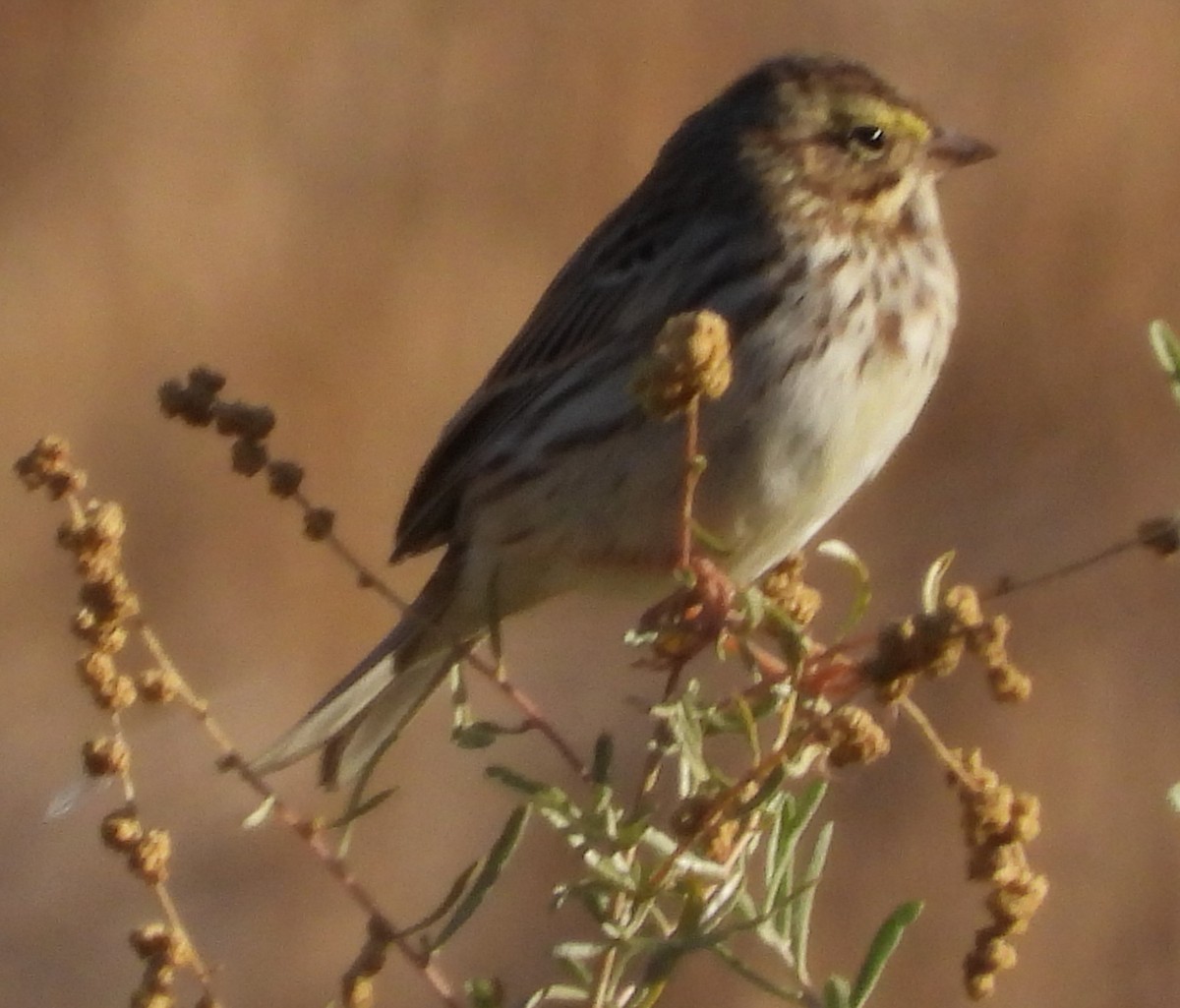 Savannah Sparrow - ML281598701