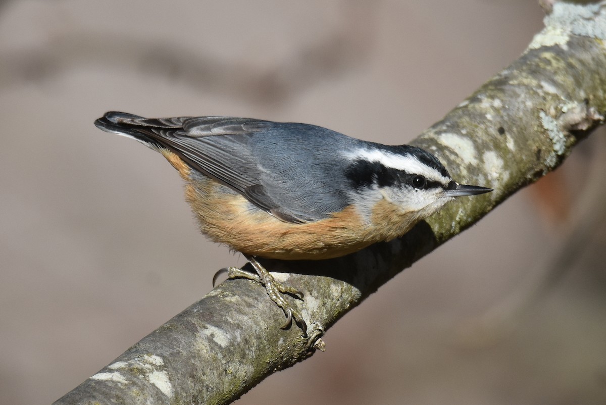 Red-breasted Nuthatch - Michael Schall