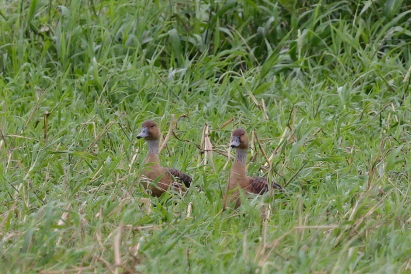 Fulvous Whistling-Duck - ML281600231