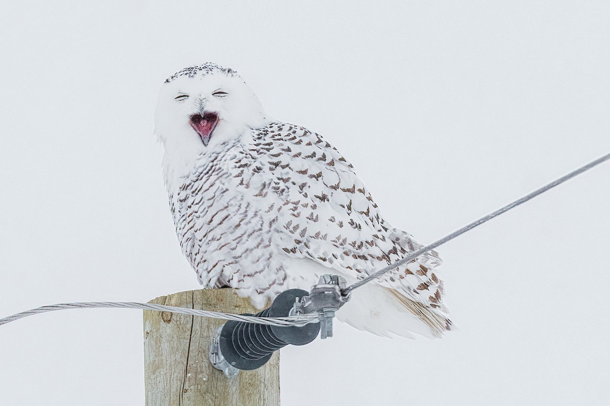 Snowy Owl - Bob Bowhay