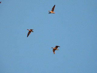 Greater White-fronted Goose, ML281601061