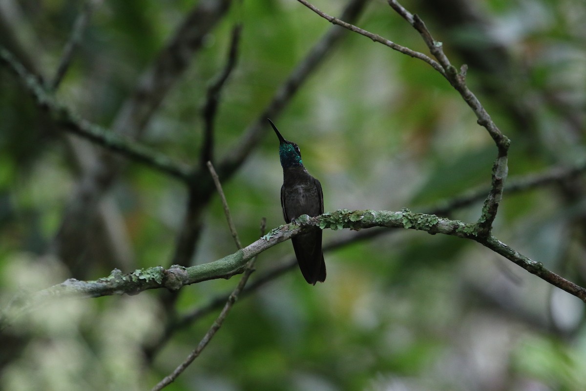 Rivoli's Hummingbird - John van Dort