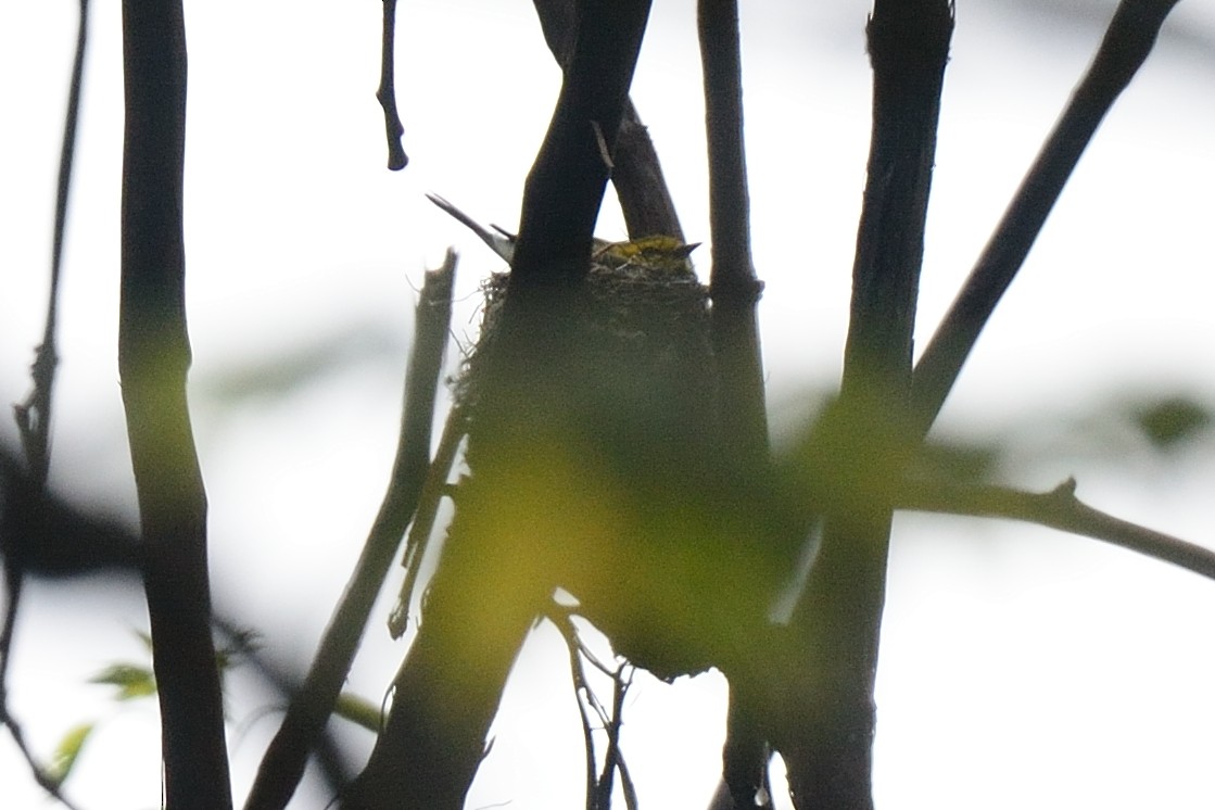 Black-throated Green Warbler - ML28160821